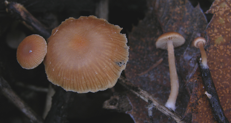 Funghi....dicembrini...